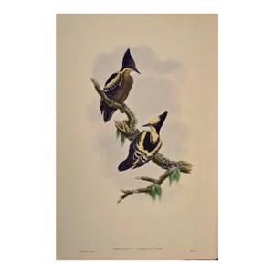 Heart Spotted Woodpeckers: A 19th C. Gould Hand-Colored Lithograph, 1850