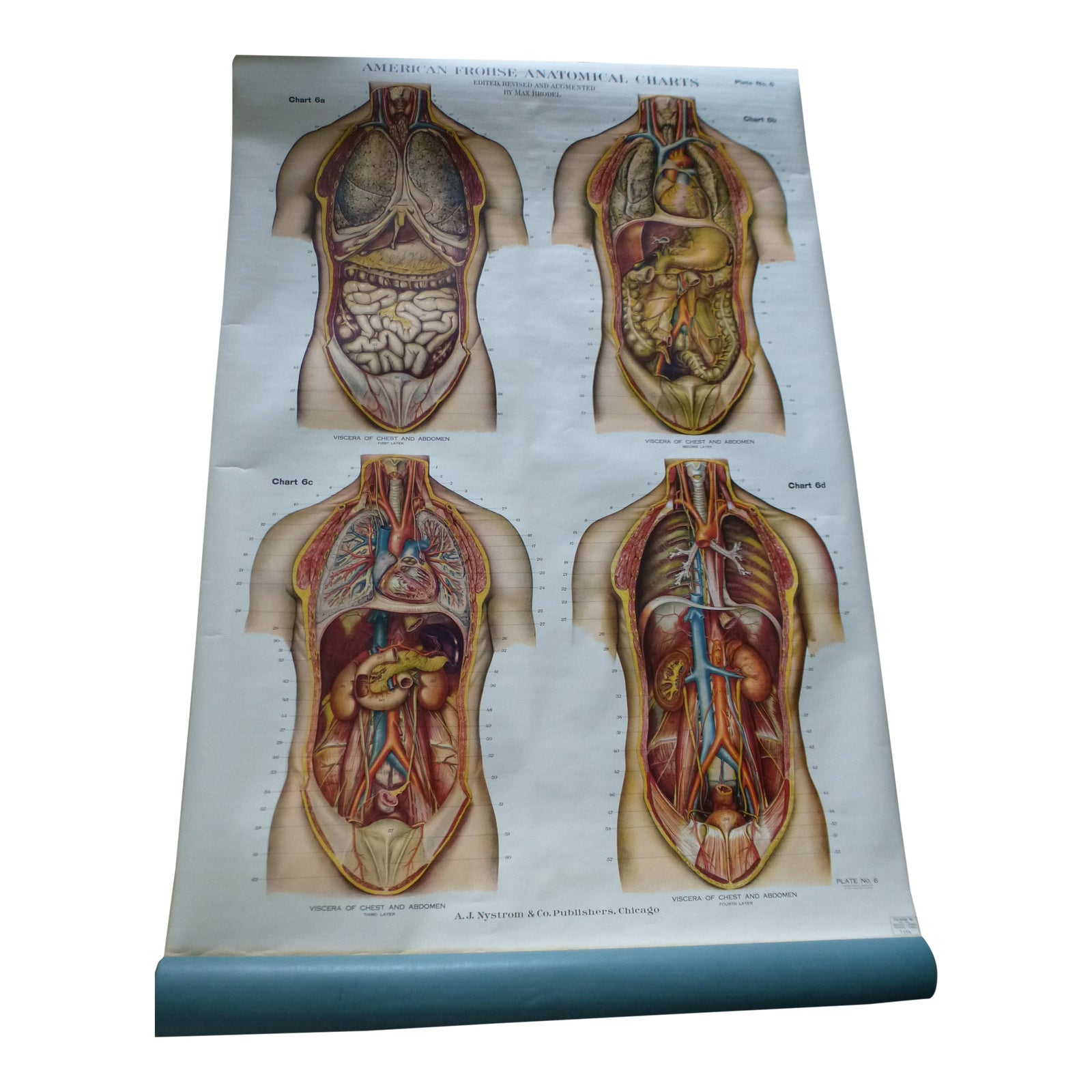 Vintage American Frohse Torso Anatomy Chart | Chairish