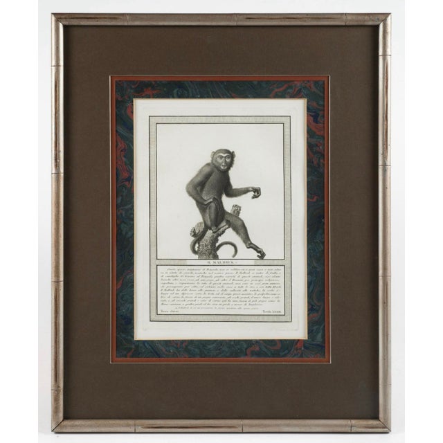 19th-C. French Monkey Engravings Nicolas Henri Jacob - Jacob’s Monkeys - Framed & Matted - Set of 6 For Sale In Atlanta - Image 6 of 10