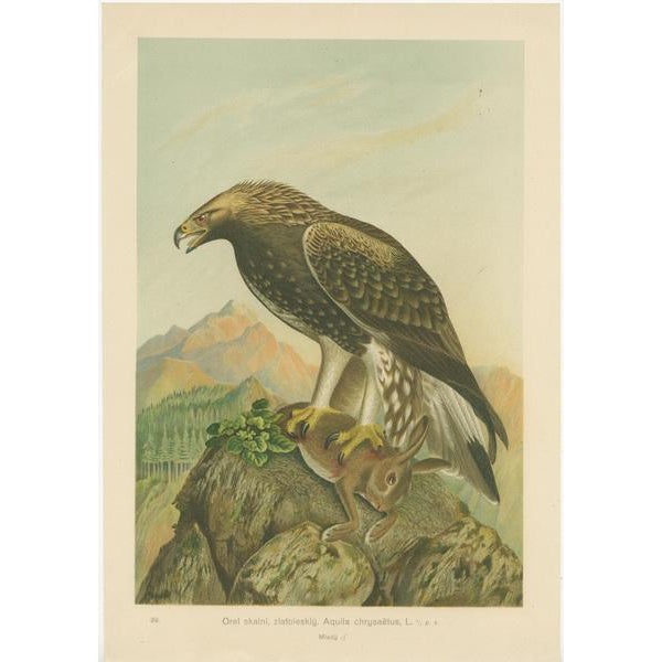 J. F. Naumann, The Golden Eagle and Northern Goshawk, 1901, Lithographs, Set of 2 For Sale - Image 3 of 6
