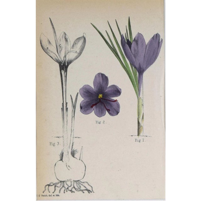 19th Century 19th Century Antique English Hand Colored Pair of Crocus Flower Botanical Prints For Sale - Image 5 of 5