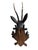 1900 - 1909 Black Forest Deer Head For Sale - Image 5 of 6