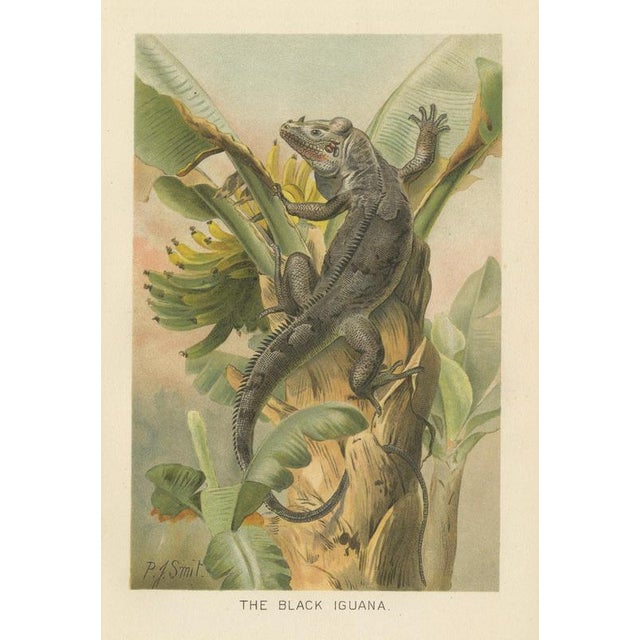 P. J. Smit, The Black Iguana on Banana Tree, 1895, Color Lithograph For Sale - Image 9 of 9