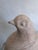 Austin Productions Austin Productions 1981 Ceramic Dove Sculpture — Mid-Century Modern Cast Bird Figure With Incised Feather Detail For Sale - Image 4 of 11