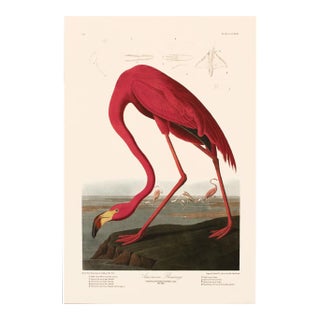 1990s American Flamingo After Audubon, Large American Classical Print For Sale