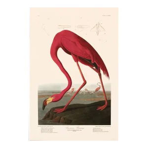 1990s American Flamingo After Audubon, Large American Classical Print