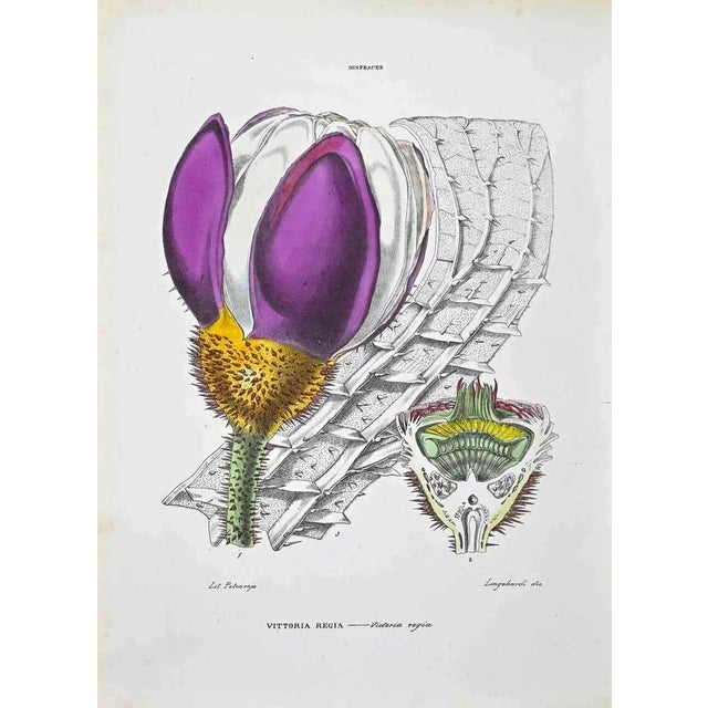 Lithograph hand watercolored. Plate from "Atlante di Botanica popolare ossia Illustrazione di Piante Notevoli di ogni...