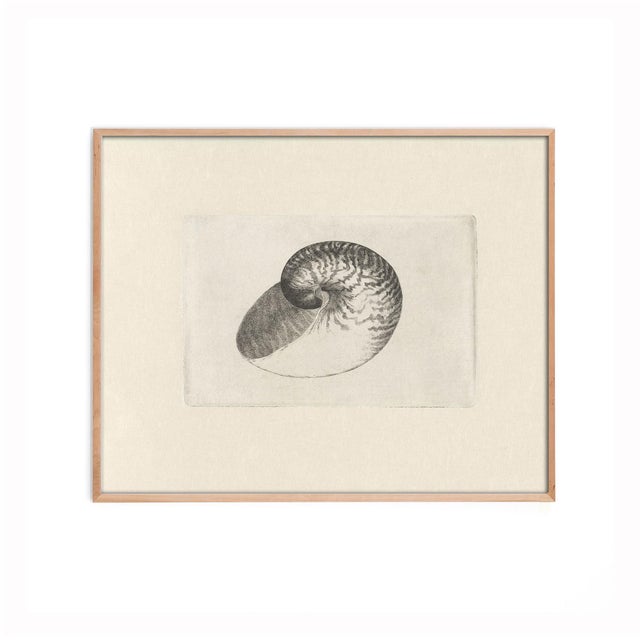 Illustration Antique Sea Shell Set of 6 - 11" X 14" Reproduction For Sale - Image 3 of 12
