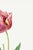 Tulip by Pierre-Joseph Redouté, Vintage Botanical Art Print, 12" X 16" For Sale - Image 4 of 10