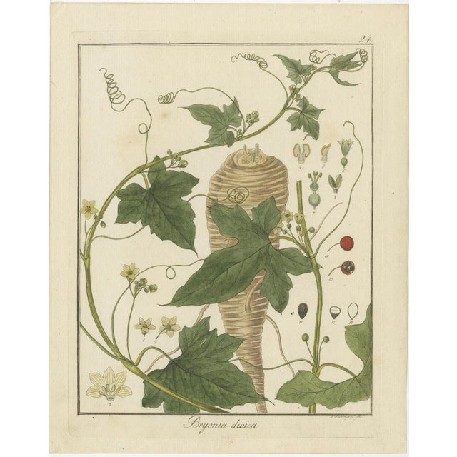 Hayne, Flixweed and Red Bryony and White Bryony, 1819, Engravings, Set of 3 For Sale - Image 3 of 6