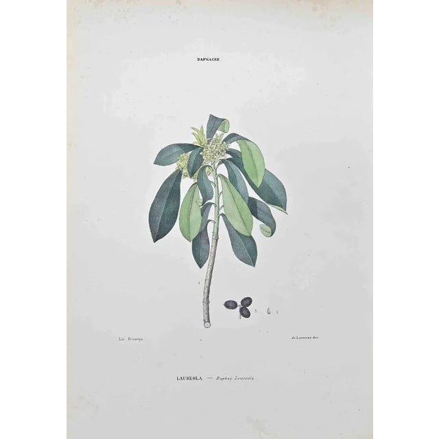 Lithograph hand watercolored. Belongs to the Series "Atlante di Botanica popolare ossia Illustrazione di Piante Notevoli...