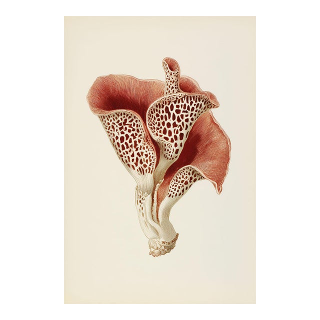 'Jew's Ear Mushroom' (Auricularia Auricula-Judae) - Mushroom Botanical Print | Natural History | Fine Art Print For Sale