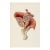 'Jew's Ear Mushroom' (Auricularia Auricula-Judae) - Mushroom Botanical Print | Natural History | Fine Art Print For Sale