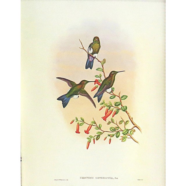 FREE SHIPPING ANYWHERE IN THE CONTINENTAL US! This is a set of John Gould Humming Bird full color lithographs. 1st edition...