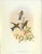 FREE SHIPPING ANYWHERE IN THE CONTINENTAL US! This is a set of John Gould Humming Bird full color lithographs. 1st edition...
