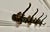 Iron Coat Hooks, 1960s For Sale - Image 6 of 7