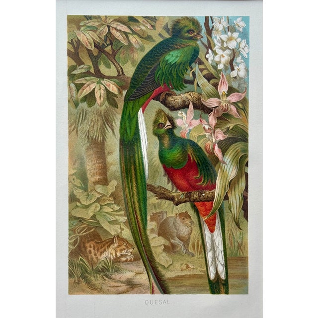 Original chromolithograph print titled "Quesal”, depicting a pair of resplendent quetzals perched among orchids in a lush...