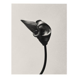 Ugne Pouwell, Gloriosa Bud, 2024, Photography For Sale