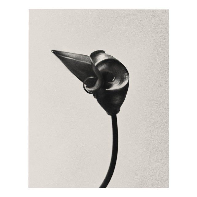 Ugne Pouwell, Gloriosa Bud, 2024, Photography For Sale