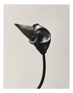 Ugne Pouwell, Gloriosa Bud, 2024, Photography