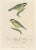 Paper Alkeni, Depiction of Great Tits, 18th Century, Engraving For Sale - Image 7 of 7