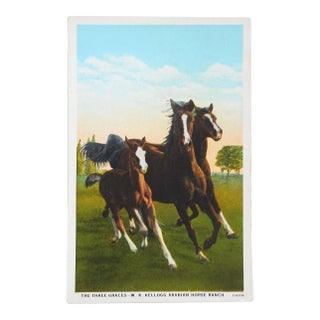 Vintage Kellogg Arabians Three Graces Horses Postcard Print For Sale