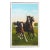 Vintage Kellogg Arabians Three Graces Horses Postcard Print For Sale