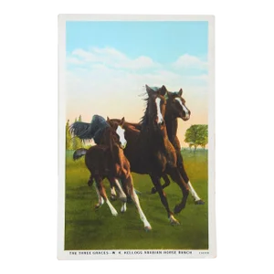 Vintage Kellogg Arabians Three Graces Horses Postcard Print