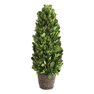 Boxwood Cone Topiary Drop-In 12" For Sale