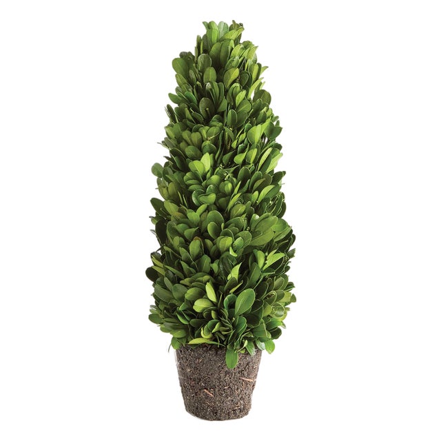 Boxwood Cone Topiary Drop-In 12" For Sale