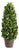 Boxwood Cone Topiary Drop-In 12" For Sale