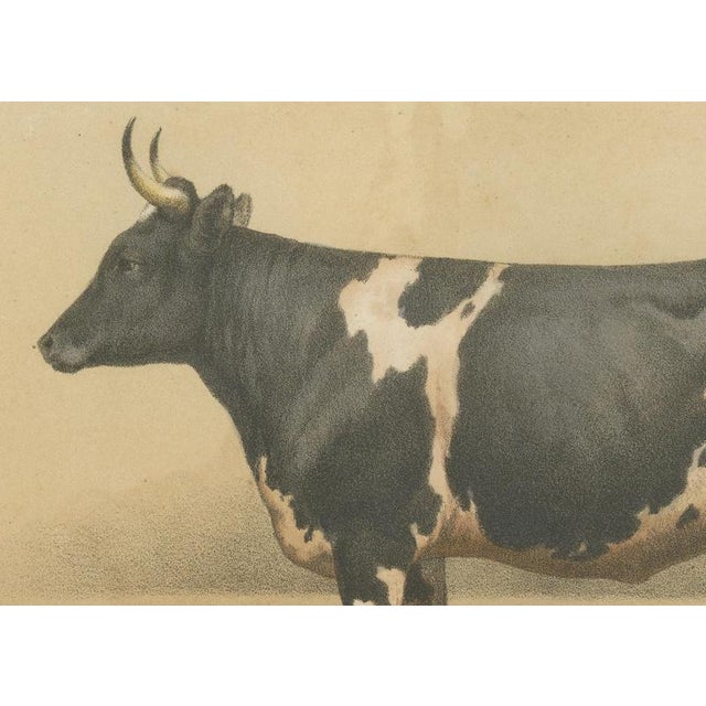 Borie, Breton Cow, French Cattle Breed, 1863, Paper For Sale - Image 4 of 9
