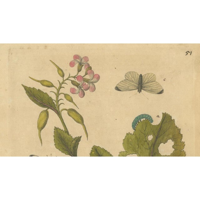 E. Albin, Butterfly Life Cycle on Flowering Plant, Hand-Colored Engraving, 1720 For Sale - Image 4 of 9
