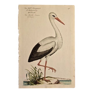 "White Stork "Storch Ciconia": An 18th Century Hand-Colored Frisch Engraving, 1733 For Sale
