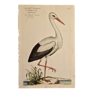 "White Stork "Storch Ciconia": An 18th Century Hand-Colored Frisch Engraving, 1733