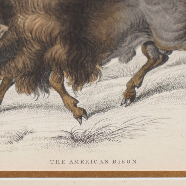 Hand colored engraving titled, “The American Bison,” from “The Naturalist’s Library: Ruminatia" Vol . IV. Part II, by Sir...