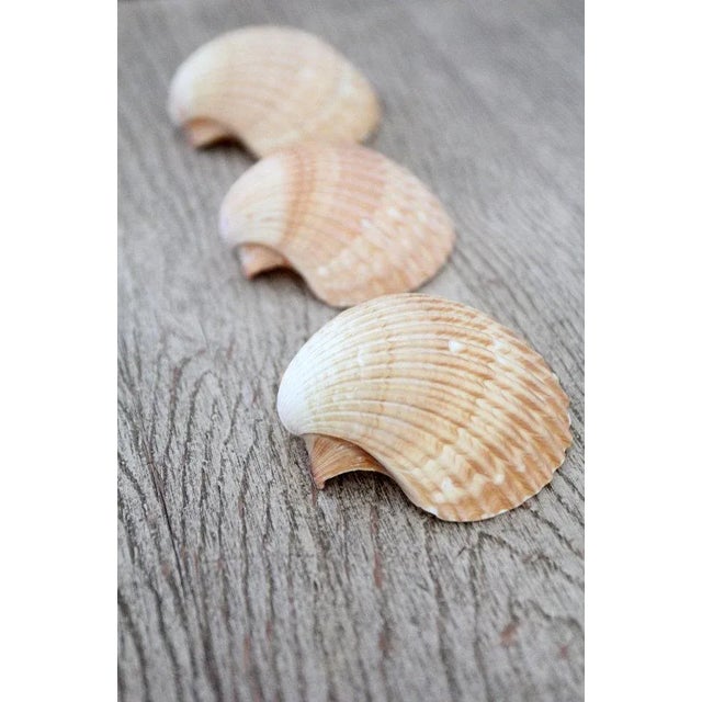 Mexican Cup Shells - Set of 3 For Sale - Image 4 of 6