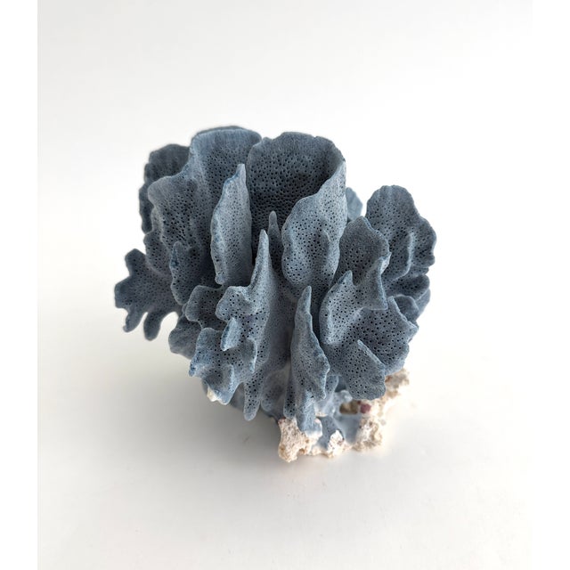 Natural Blue Coral Specimen Coastal Decor For Sale - Image 4 of 6