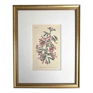 Antique Original Hand Colored Print Curtis Floral Botanical Etching For Sale