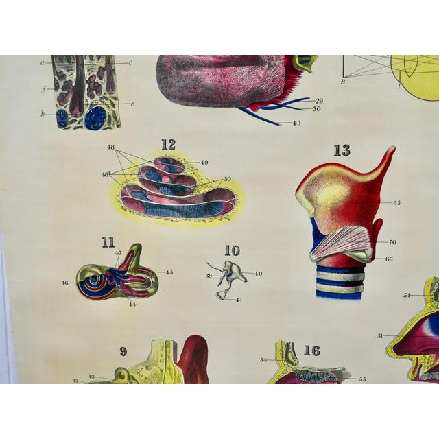 Large University Anatomical Chart of Organs of Sense & Voice by Dr. William Turner, 1920s For Sale - Image 6 of 7