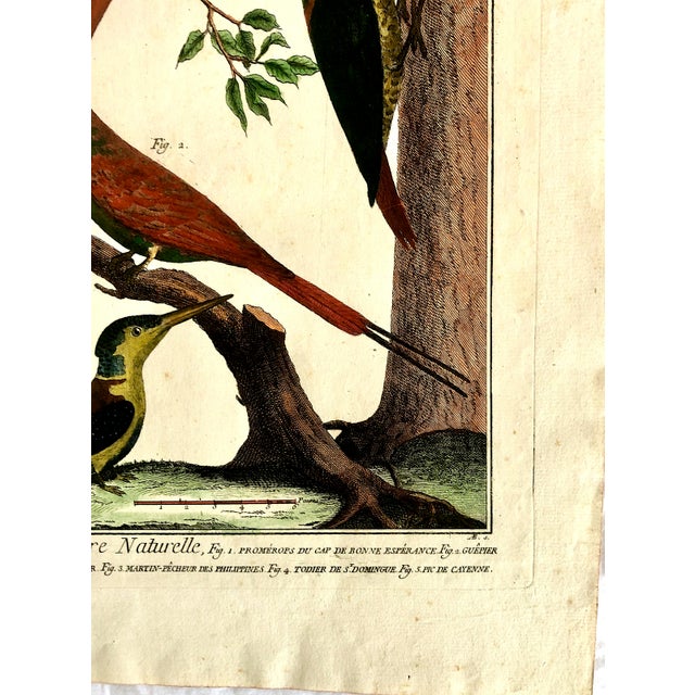 18th-Century Pair of French Hand-Colored Copperplate Engravings of Exotic Birds, by François-Nicolas Martinet For Sale - Image 14 of 18