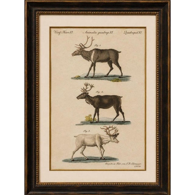 Title: antique reindeer & northern deer engraving – bertuch, c. 1792 original antique hand-colored copper engraving...
