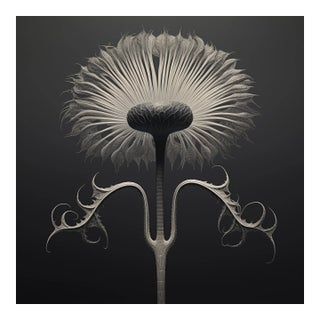 20' X 20' 'Cotula Turbinata' Flower - Black and White Limited Edition Botanical Photography Print, Organic Modern, Unframed For Sale