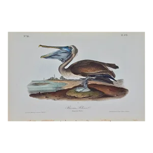 Brown Pelican: An Original Audubon 1st Edition Hand-Colored Bird Lithograph, 1840