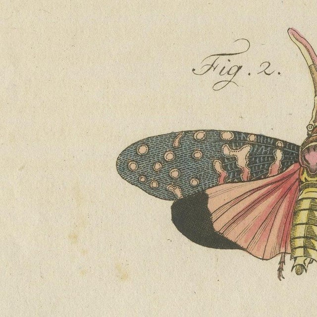 Bertuch, Walking Leaf and Chinese Lantern Fly, 1805, Print For Sale - Image 9 of 12