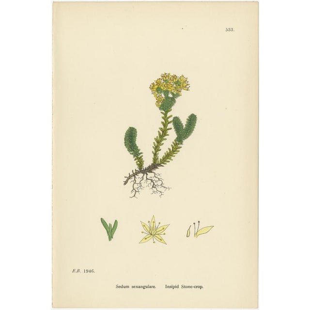 Title: Hand-Colored Botanical Engravings of Insipid, Yellow, and Glaucous Stone-Crops, 1902 : This elegant trio of hand-...