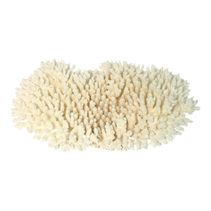 Natural Table Coral Specimen Coastal Home Decor