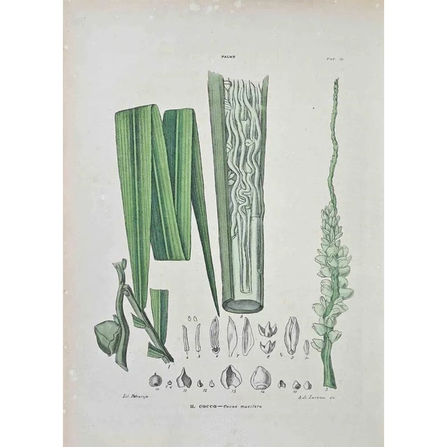 Lithograph hand watercolored. Plate from "Atlante di Botanica popolare ossia Illustrazione di Piante Notevoli di ogni...