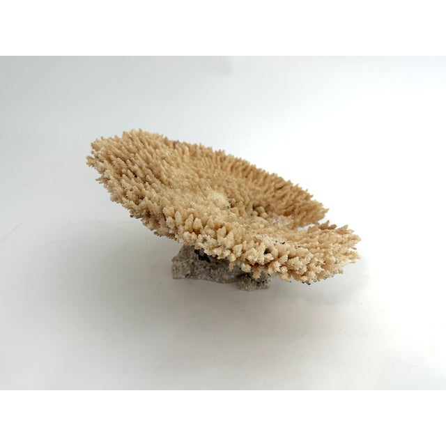 Natural Table Coral Specimen Coastal Decor For Sale - Image 4 of 8
