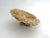 Natural Table Coral Specimen Coastal Decor For Sale - Image 4 of 8